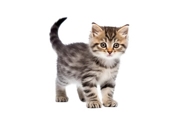 Obraz premium little kitten cat isolated on white or transparent png