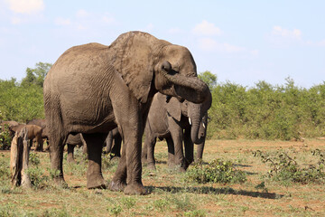 Afrikanischer Elefant / African elephant / Loxodonta africana