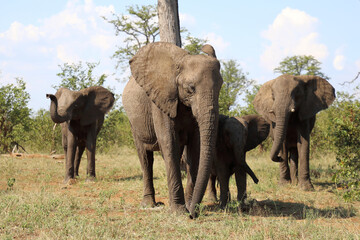 Afrikanischer Elefant / African elephant / Loxodonta africana