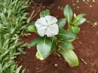 The Beauty of Blooming Flowers in Sunlight