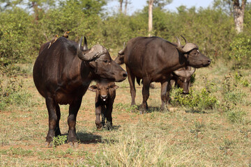 Obraz premium Kaffernbüffel und Gelbschnabel-Madenhacker / African buffalo and Yellow-billed oxpecker / Syncerus caffer et Buphagus africanus..