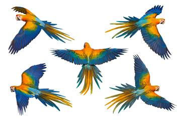 Fototapeta premium Collage of five Camelot Macaw parrots isolated on transparent background png file