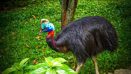 Striking Cassowary Walking in Green Habitat with Unique Colorful Neck