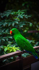 Green Parrot Perched on Railing with Lush Foliage in Background