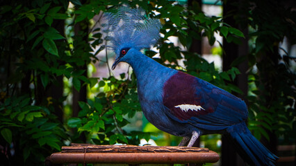 Victoria Crowned Pigeon Perched with Intricate Plumage and Green Foliage