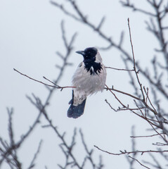 A bird is perched on a branch in the snow