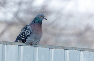 A pigeon is perched on a fence