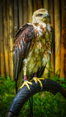 Majestic Eagle Perched on Stand with Sharp Claws and Feathers