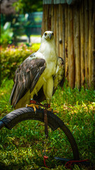 White Bellied Sea Eagle Perched on Stand in Lush Green Setting