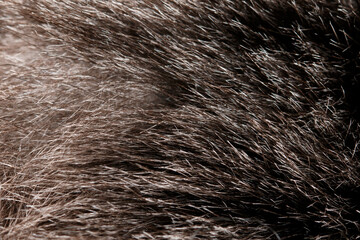The fur is brown and has a lot of texture