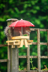 Squirrel