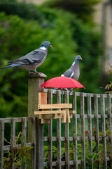 Pigeons