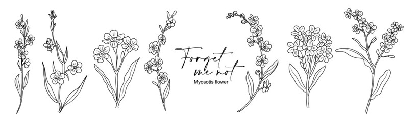 Set of Forget me Not flowers. Myosotis Trendy botanical line art elements for wedding cards, invitations. Hand drawn wild tender flower sketch. Vector outline drawings isolated