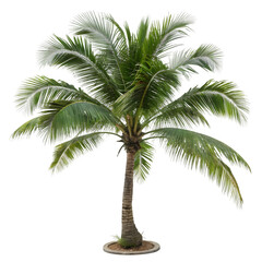 Obraz premium palm tree on white background, cutout png