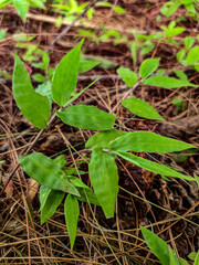 Wild plants