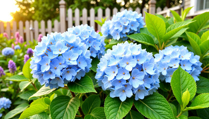 Screensaver. Blue hydrangea clusters in cottage garden at sunrise, floral beauty