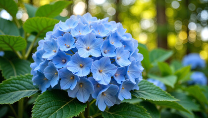 Obraz premium Screensaver. Vibrant blue hydrangeas blooming in backyard garden, nature's beauty