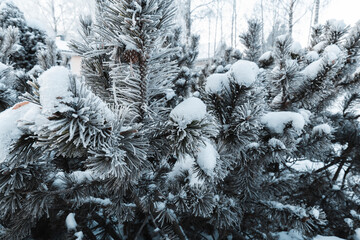 snow covered branches