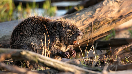 A beaver sits on the banks of the Elbe, a major river of Central Europe that flows from the Czech Republic through Germany to the North Sea. © Muhammad