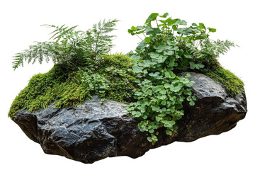 stone with plants isolated on white background