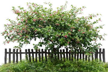 blooming tree by rustic fence on transparent background