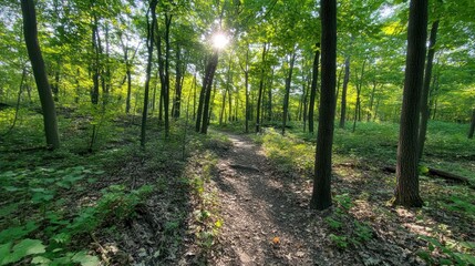 Obraz premium Sunlight shines on the forest trail during the daytime