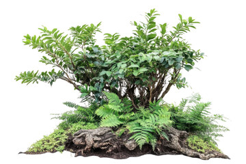 green bush with ferns isolated on white background