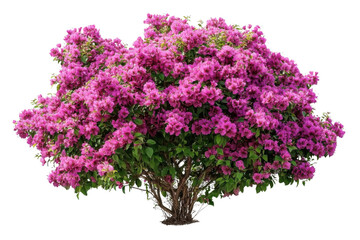 pink bougainvillea bush isolated on white background