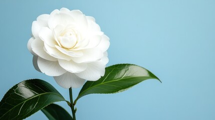 Fototapeta premium Elegant white camellia blossom stands against a pastel blue backdrop