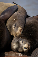 A pod of California Sea Lions on a pier structure