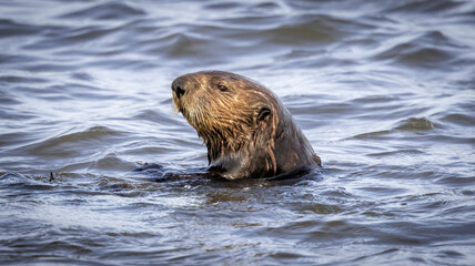 Fototapeta premium A California Sea Otter in the water in California
