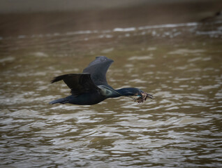 Fototapeta premium A cormorant in flight with seaweed in the mouth