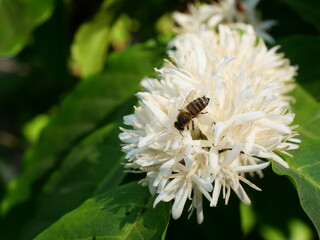 Honey bee on Robusta coffee blossom on tree plant with green leaf with black color in background....