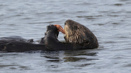 A California Sea Otter having a meal