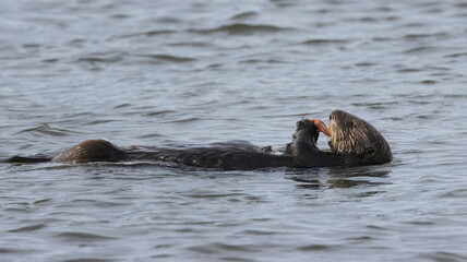 A California Sea Otter having a meal