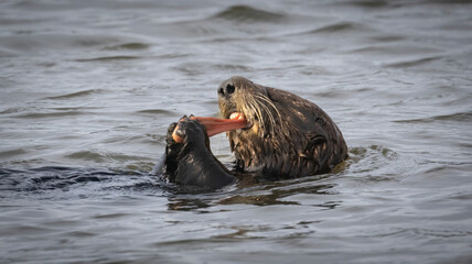 A California Sea Otter having a meal