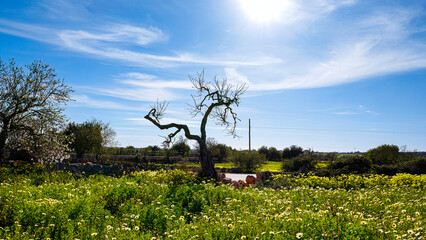 Landschaft und Natur im Februar, Mallorca, Spanien