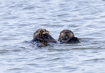 A pair of California Sea Otters swimming in the water