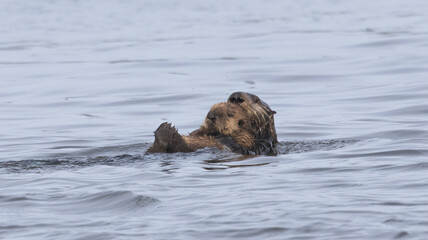 Fototapeta premium A pair of California Sea Otters swimming in the water