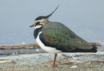 A Lapwing, Vanellus vanellus, standing on the bank at the edge of a lake.