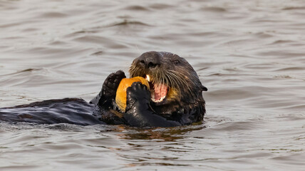 A California Sea Otter having a meal