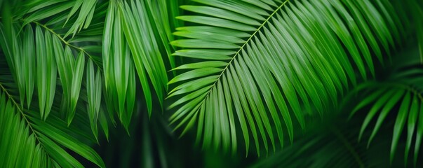 Fototapeta premium Lush Green Palms Leaves Creating a Tropical Jungle Atmosphere