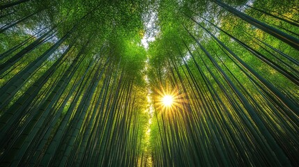 Dense bamboo forest with dappled sunlight filtering through 