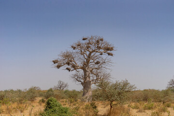 Viaggio in Senegal tra villaggi e natura africana