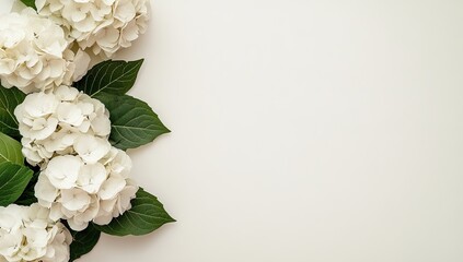 White hydrangea blossoms border on white background - obrazy, fototapety, plakaty