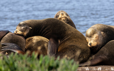 A pod of California Sea Lions on a pier structure