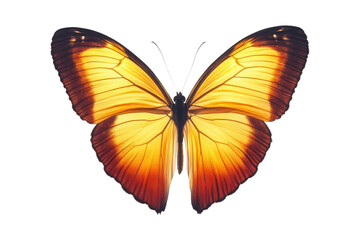 Obraz premium Butterfly display nature insect photography isolated macro