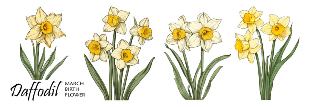 Daffodil, March Birth month flower colorful vector illustrations set isolated on transparent background. Floral Modern minimalist design for logo, tattoo, wall art, poster, packaging, stickers, prints