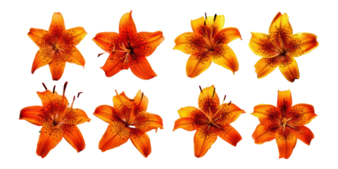 Vibrant Orange Lilies in Various Stages of Bloom Display