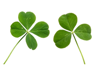 Leaf clovers, Two leaf clovers, and Clover isolated